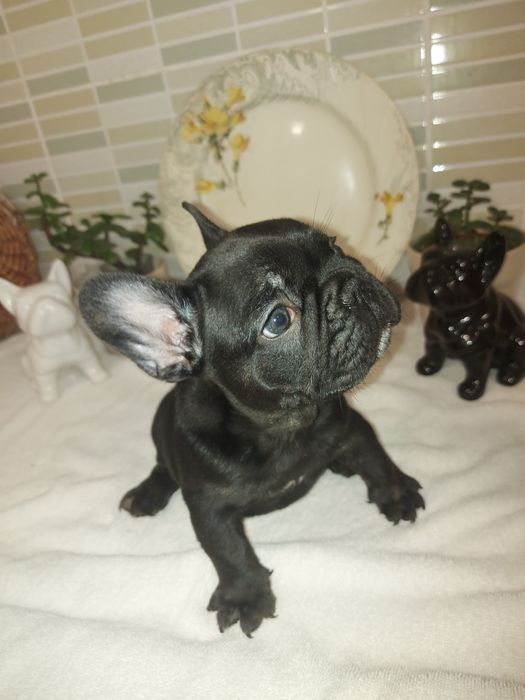 Bulldog Exotico de cor preto pelo lustroso