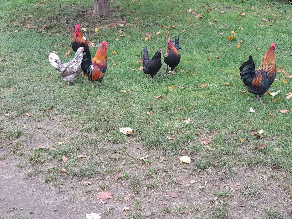 Kogut Karzełka Polskiego