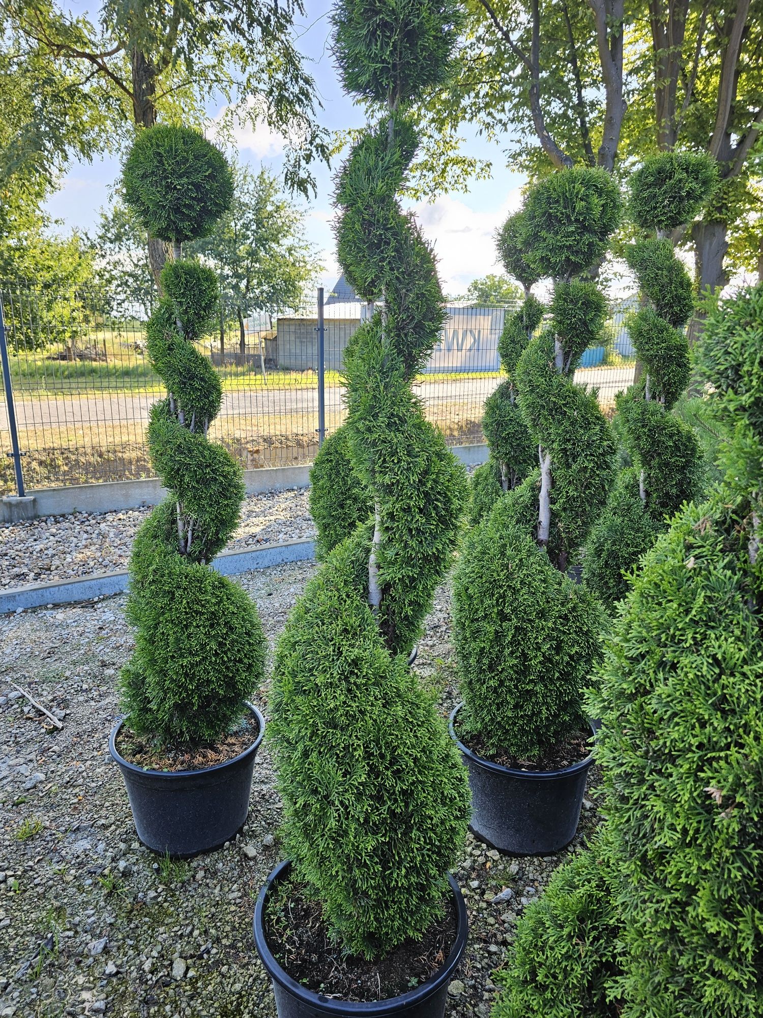 Bonsai, spirale, rośliny formowane.