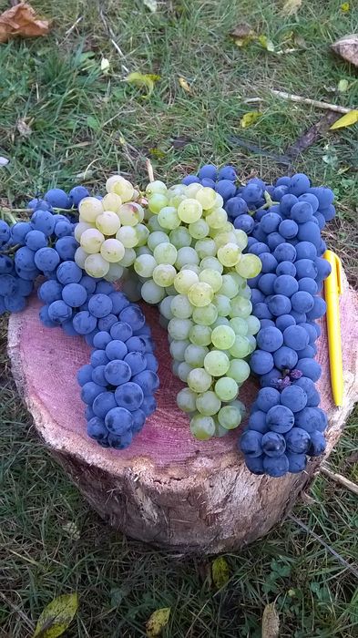 Садженцы и черенки зимостойких сортов винограда