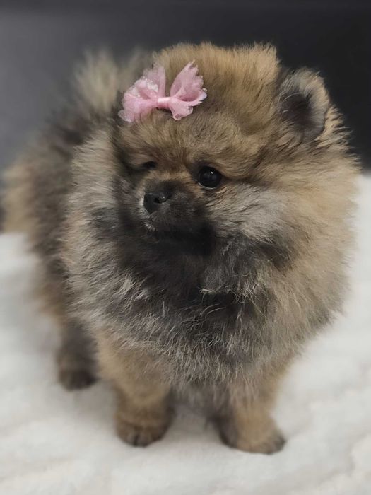 Piękna suczka Pomeranian szpic miniaturowy