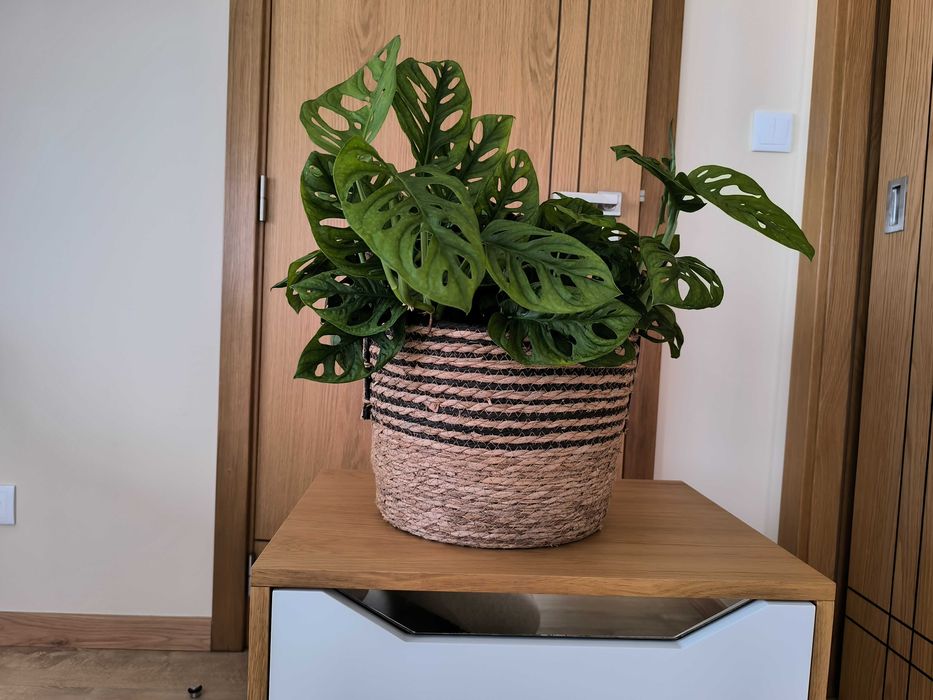 Costela-de-Adão Mini – com Folhagem Densa e Exuberante