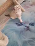 Ragdoll Bajeczny chłopiec bicolor seal