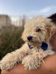 Bichpoo/Poochon/Maltipoo. Pudel/Bichon Frise