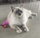 Kotka roczna Ragdoll blue point mitted