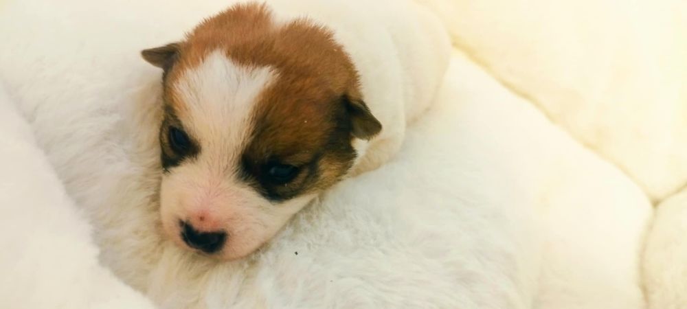 Jack Russell terrier - szczeniaki