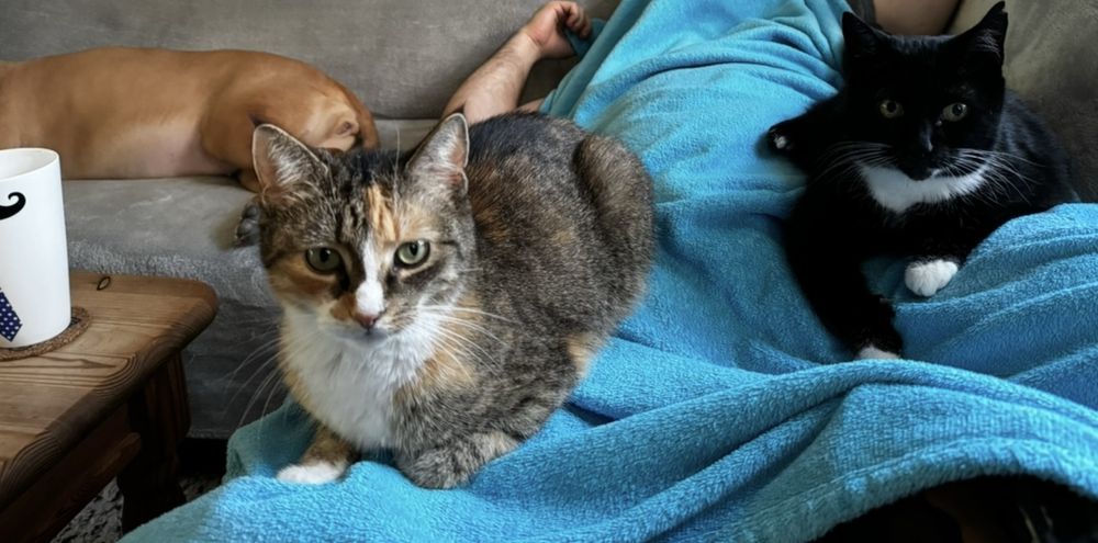 Zaginęła Kotka! Świecie Klasztorna