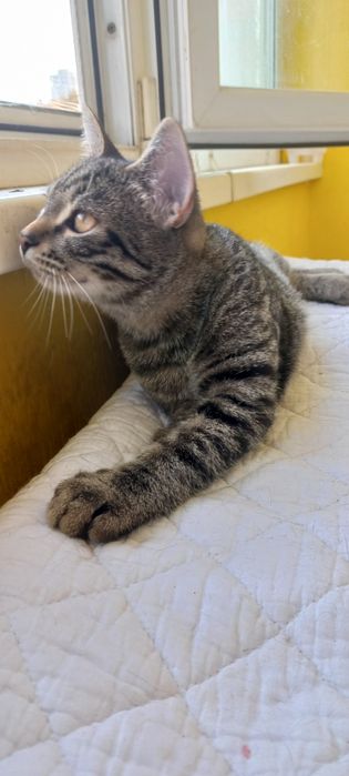 Умный, здоровенький, красивый!Отдам в хорошие руки!