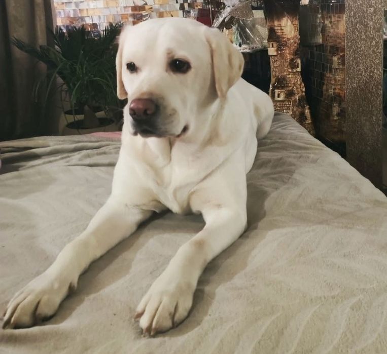 Ліжко євро розміру з матрацом і нішею.. Вставки еко-шкіра.