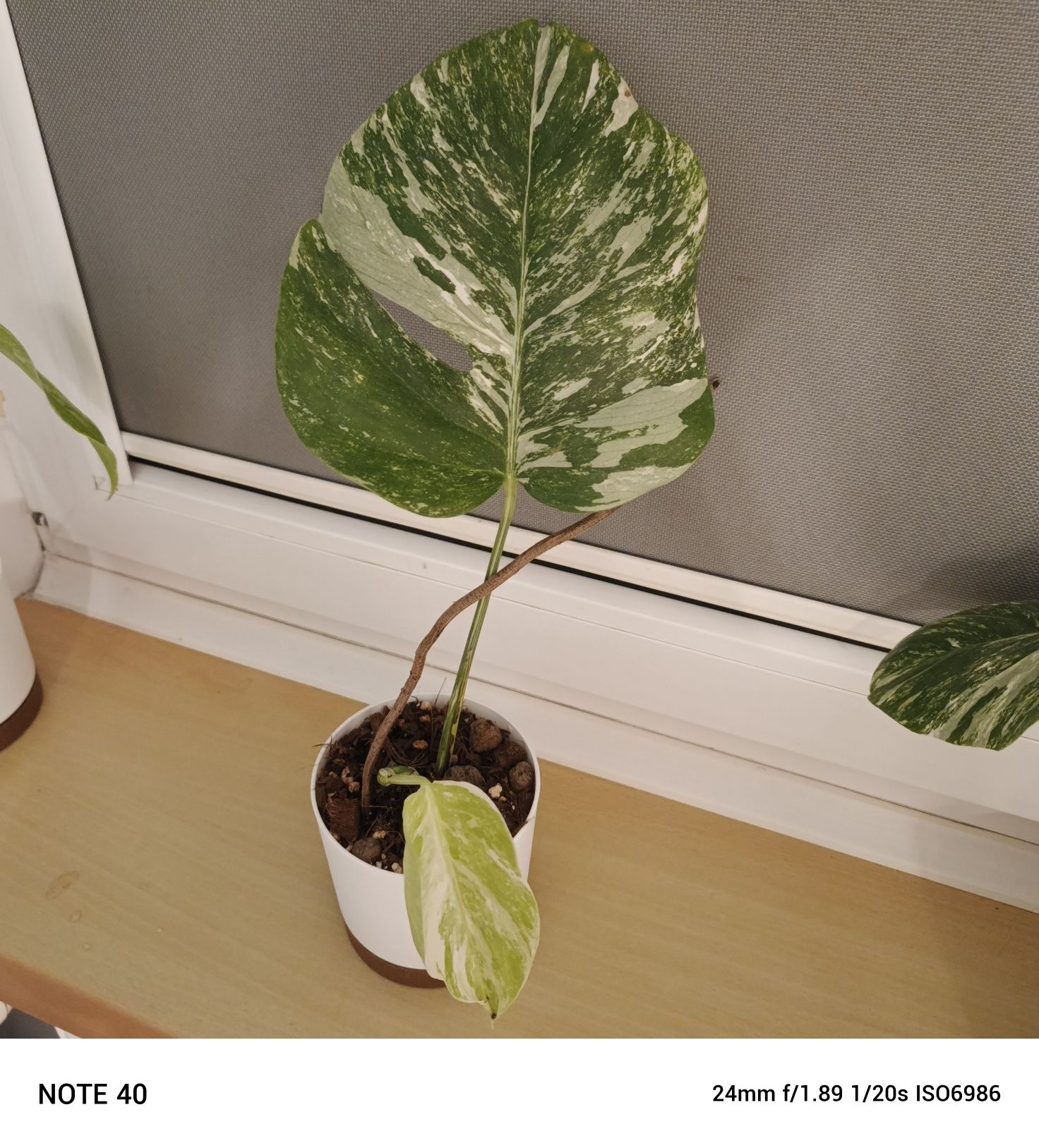 4 monstery variegata.cena za 1 szt