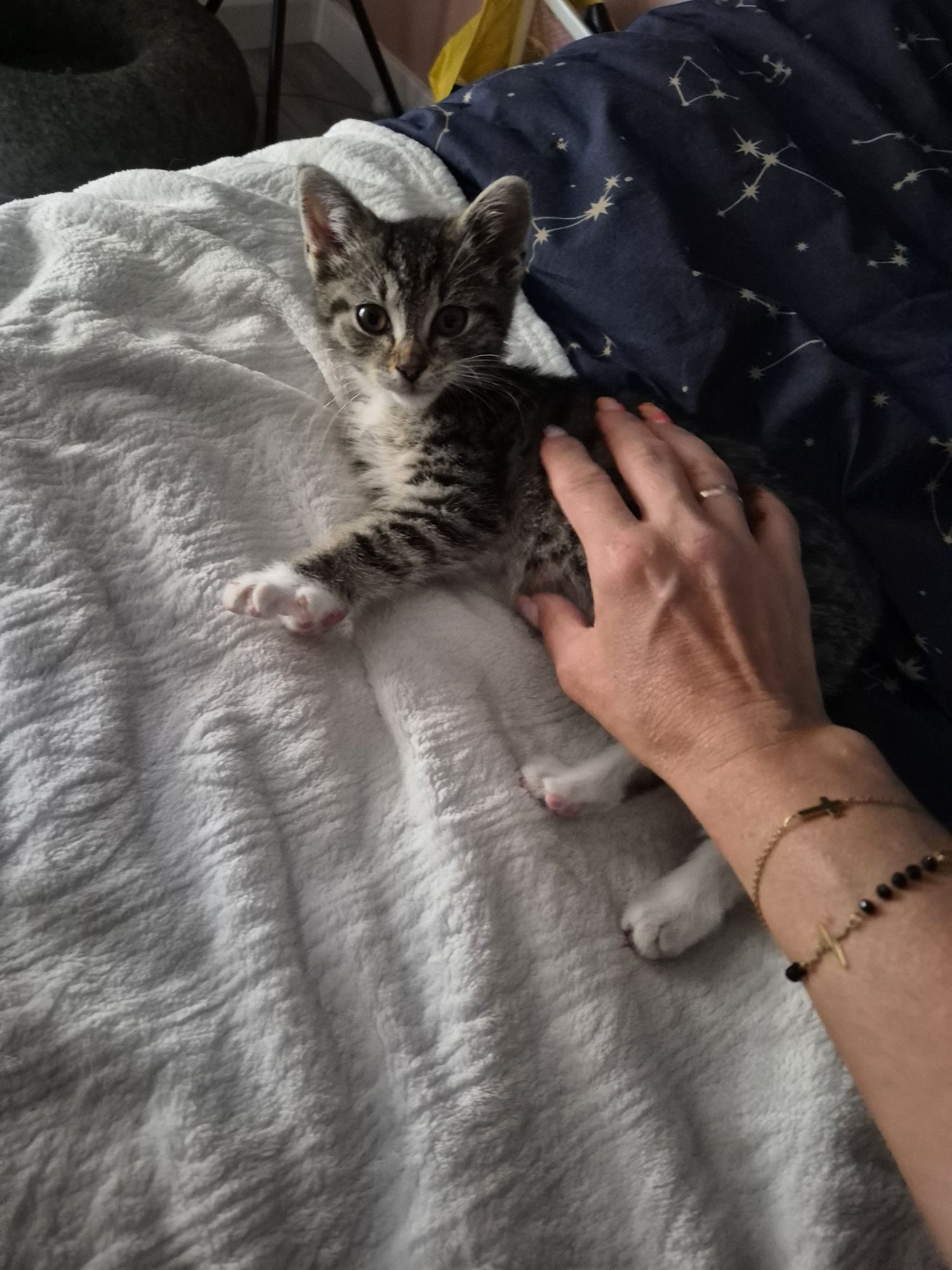 Koteczki do adopcji