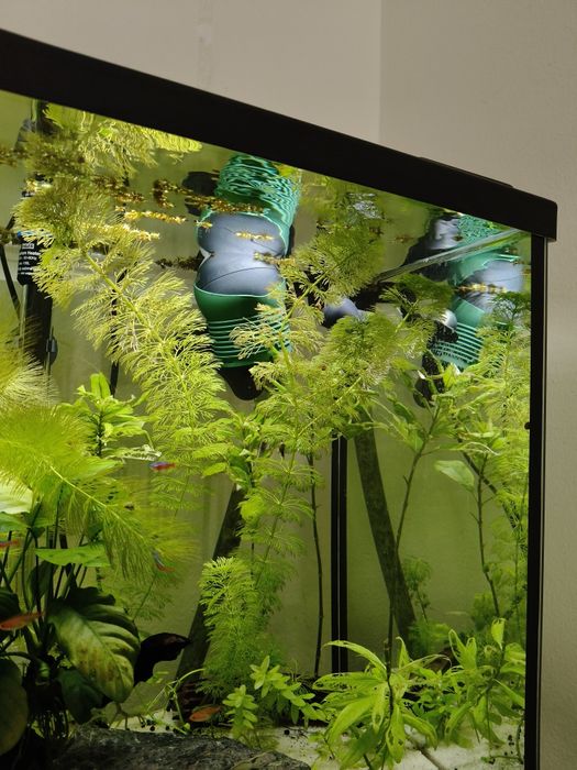 Vendo salvínea auriculata e Limnofilas sessiflora plantas aquarismo or