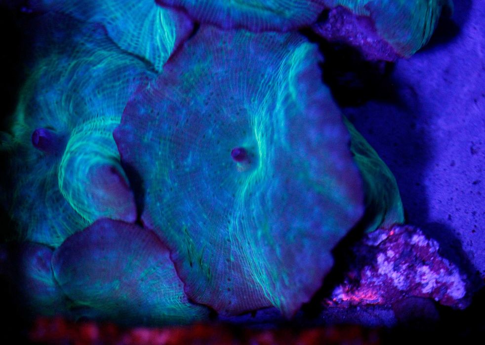 Discosoma Blue Grzyb Duże Kapelusze FLUOLAMPS.PL WYSYLKI