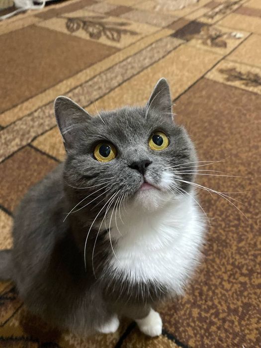 Кішечка шукає новий дім