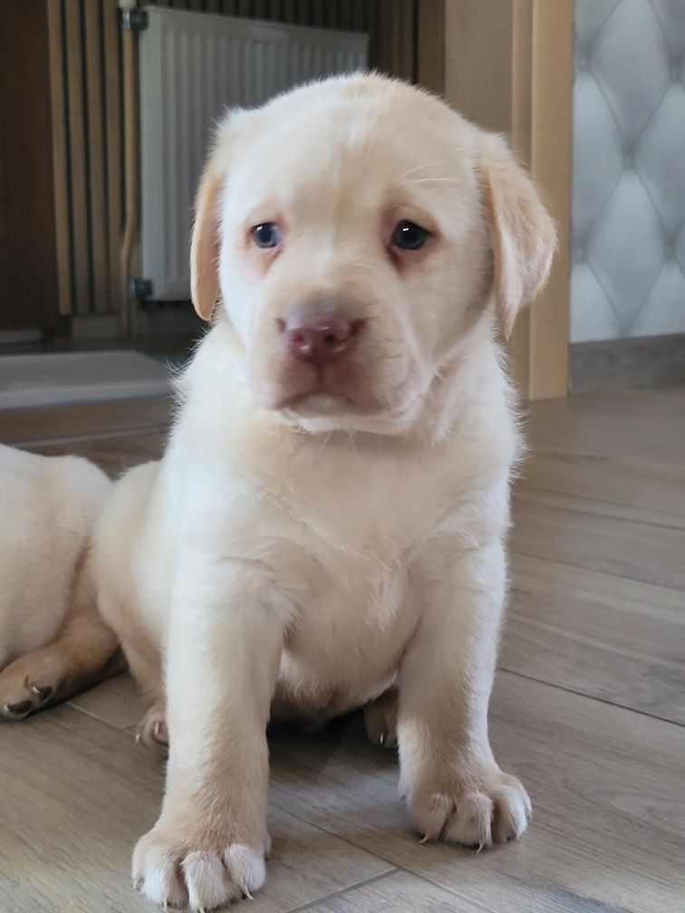 Labrador Retriever Biszkopt Piękny