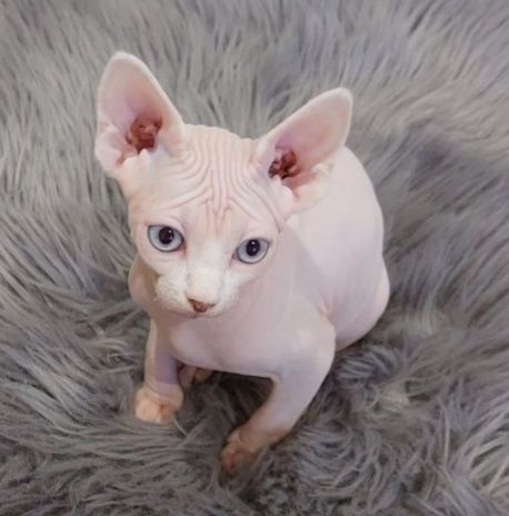 Мальчики и девочки котята и подростки Канадского Сфинкса, Бомбино и Эл