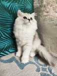British Longhair