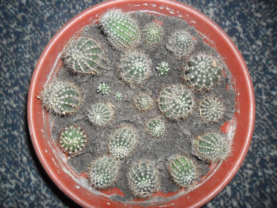 Цветущий коллекционный кактус. Цветочные часы.