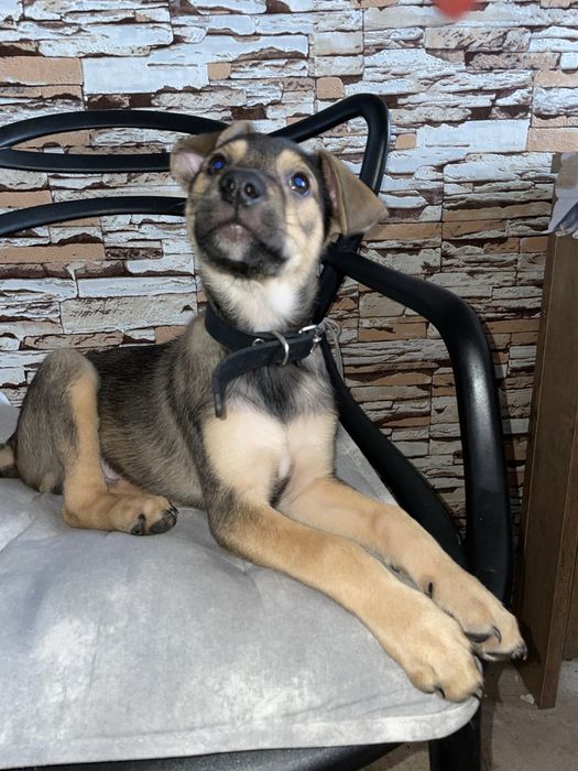 Щеня (дівчинка) шукає собі дім. Безкоштовно в добрі руки