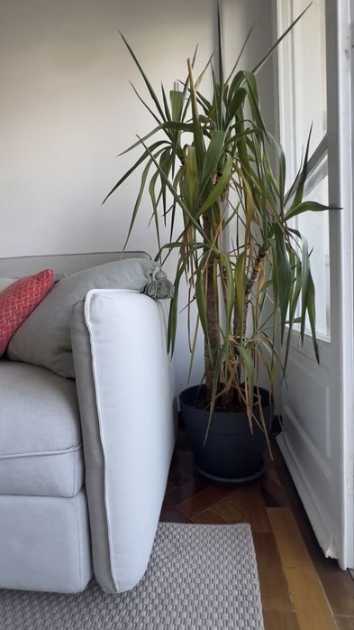 Conjunto - Sofa + almofadas + manta + candeeiro + mesa + planta+ tapet