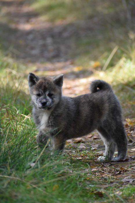 Akita, Akita Inu, Akita Japońska - suczka FCI/ZKwP pręgowana