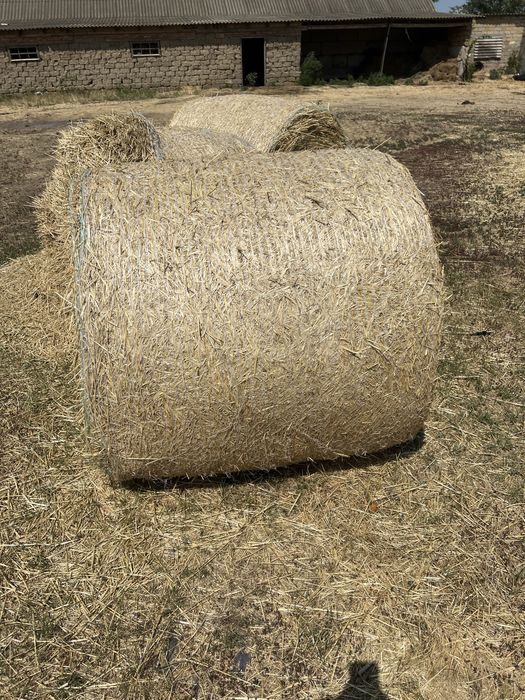 Продам круглые тюки салома