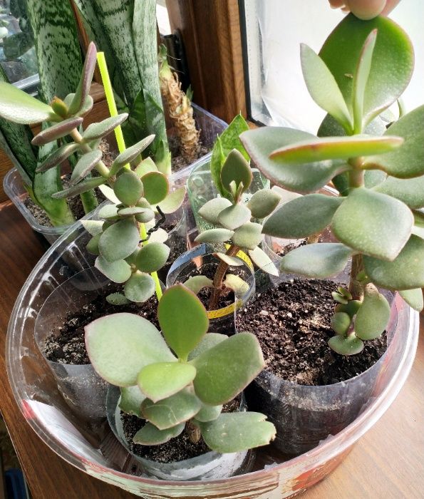 Денежное дерево, Толстянка, крассула (Crassula)