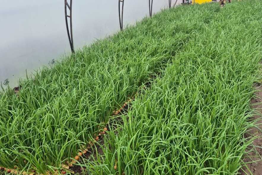 Зелена цибуля (перо) опт