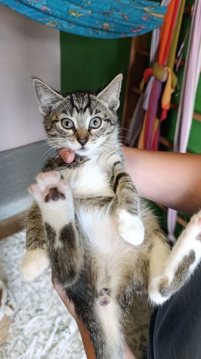 Kotki do adopcji