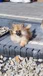 Piękna sunia  rasy szpic miniaturowy pomeranian.
