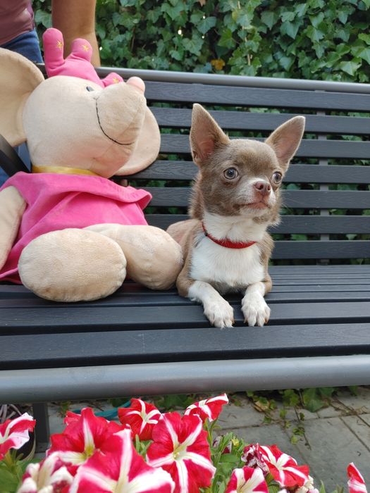 Piękna Chihuahua krótkowłosa liliowa