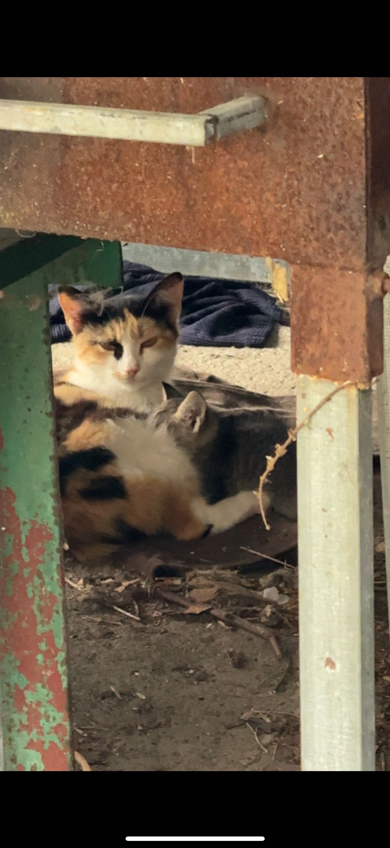 Безкоштовно Кошенята і Кошки
