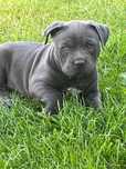 American Staffordshire Terier-piesek