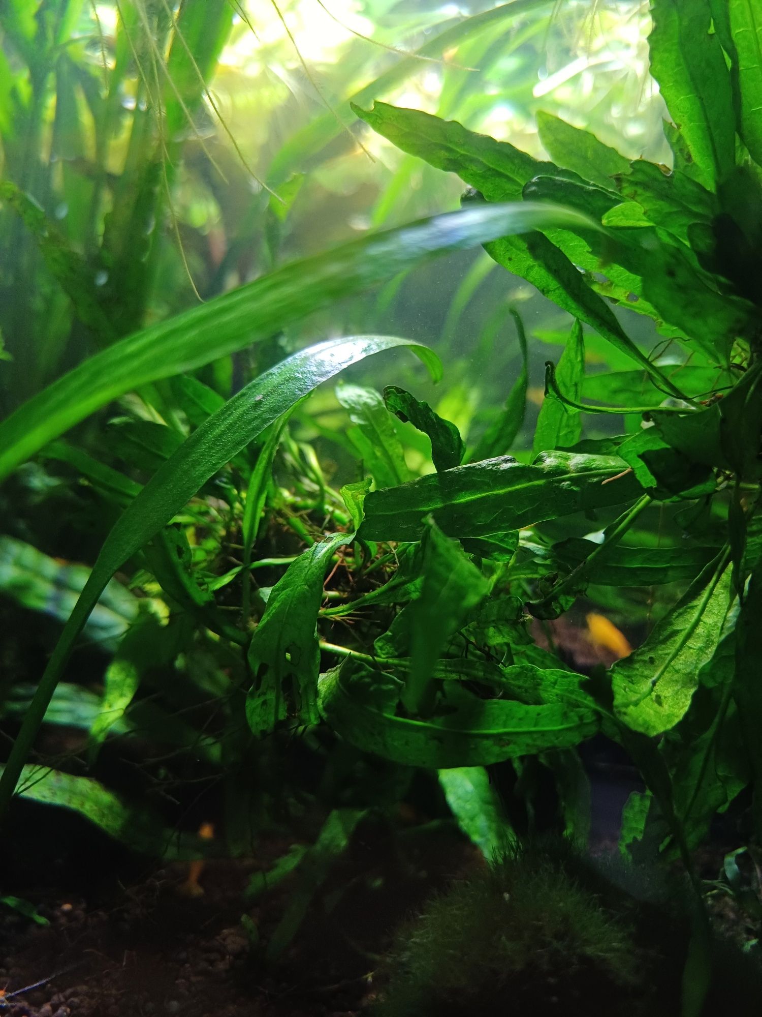Mikrozorium oskrzydlone