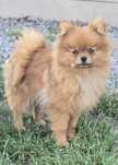 Pomeranian szpic miniaturowy zkwp FCI
