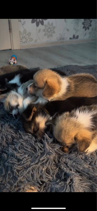 Вельш Корги Пемброк