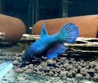 Betta Splendens Azul FÊMEA (fotos reais)