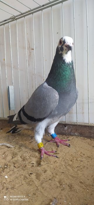 Gołąb Pocztowy Samiec