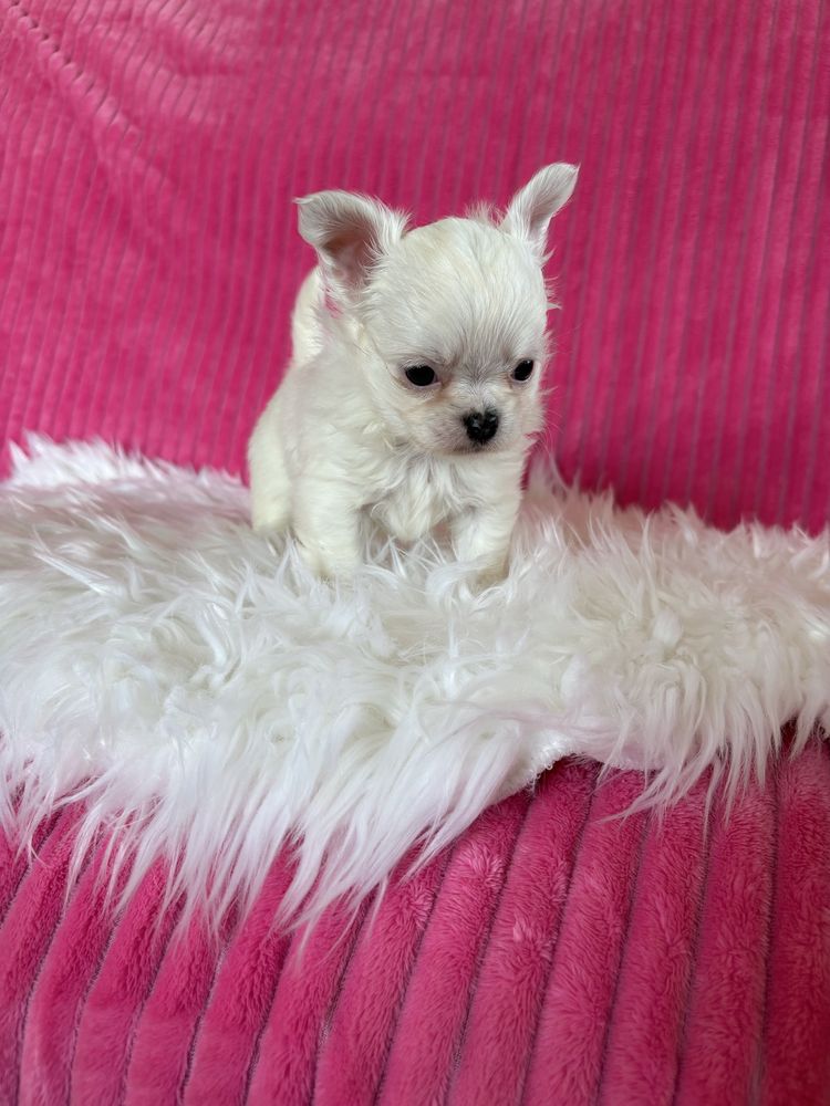 Chihuahua śnieżnobiała  mini sunia Jessy