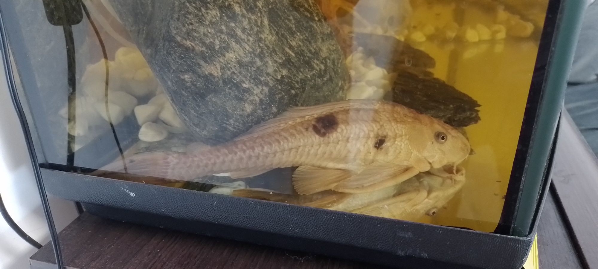 Glonojad Albinos duży okolo 26 cm