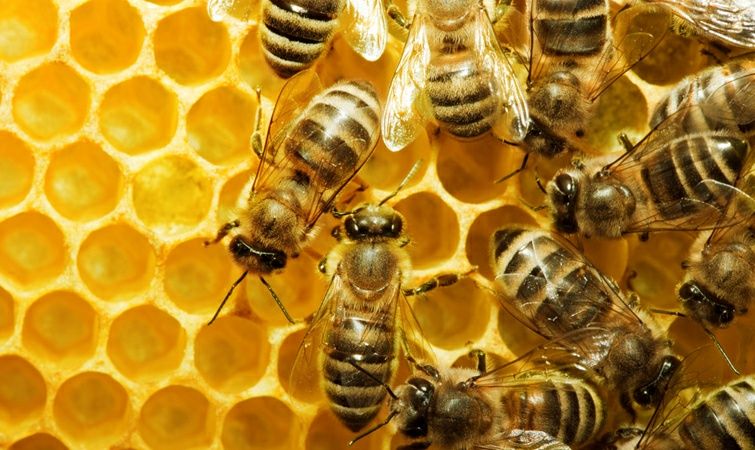 Бджоли. Бджолині сім'ї.