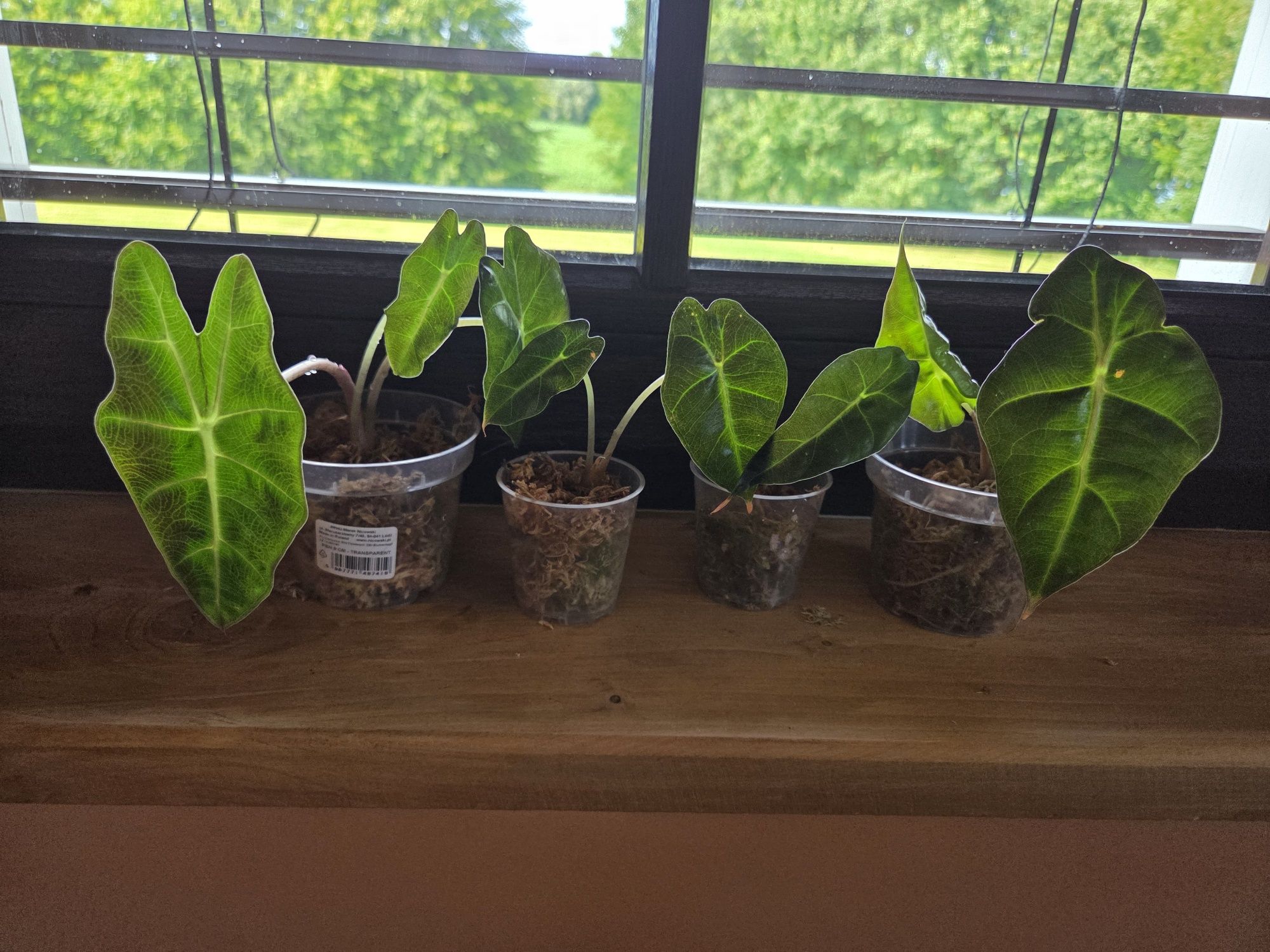 Alocasia polly amazonika maluszki