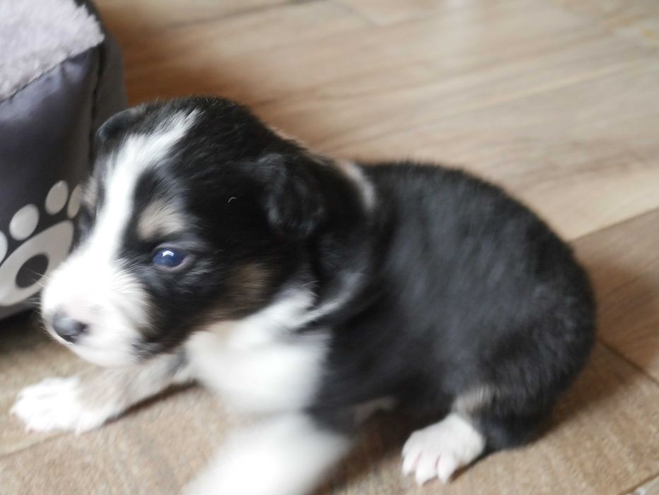 Border collie -TRi COLOR Piesek