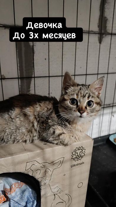 Разные котята бесплатно