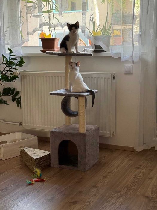 NOWY DRAPAK Budka Dla Kota Solidny LEGOWISKO Domek SŁUPKI 61-100cm