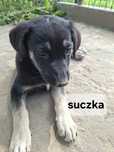 Oddam szczeniaki w dobre ręce, gotowe do adopcji