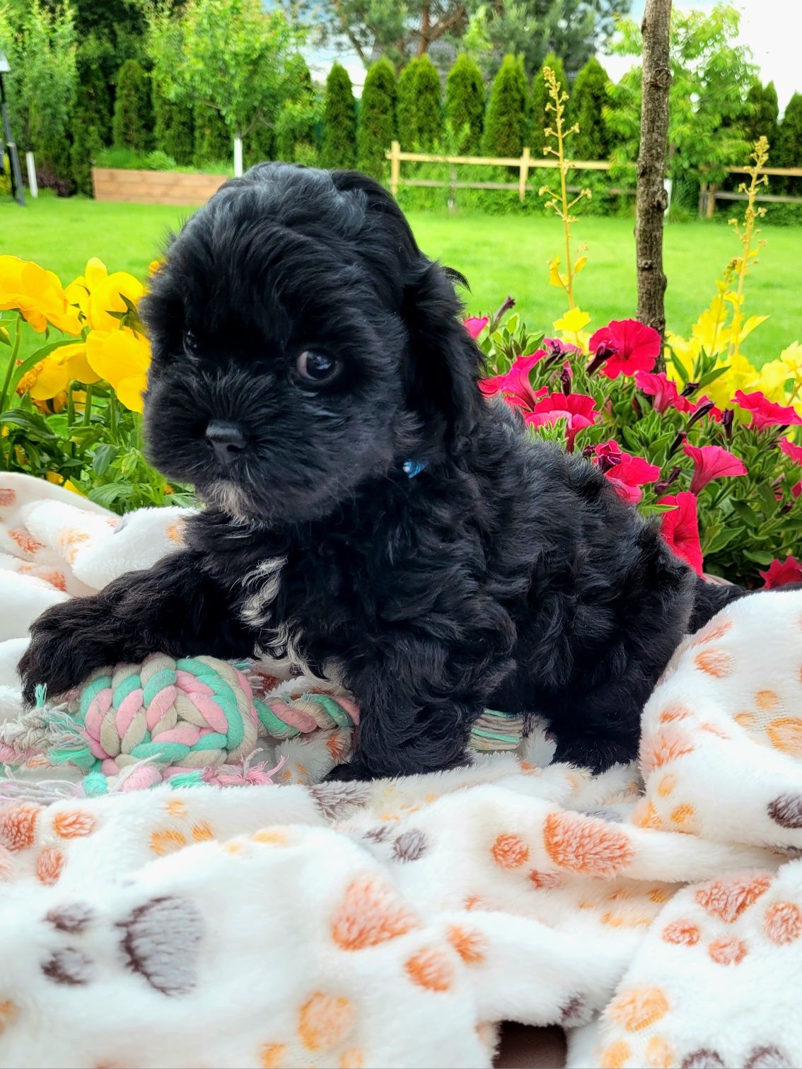 Shihpoo samiec hybryda gotowy do odbioru
