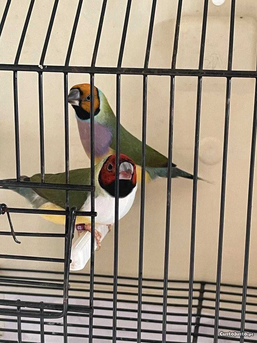 Diamante Gould  - Femeas