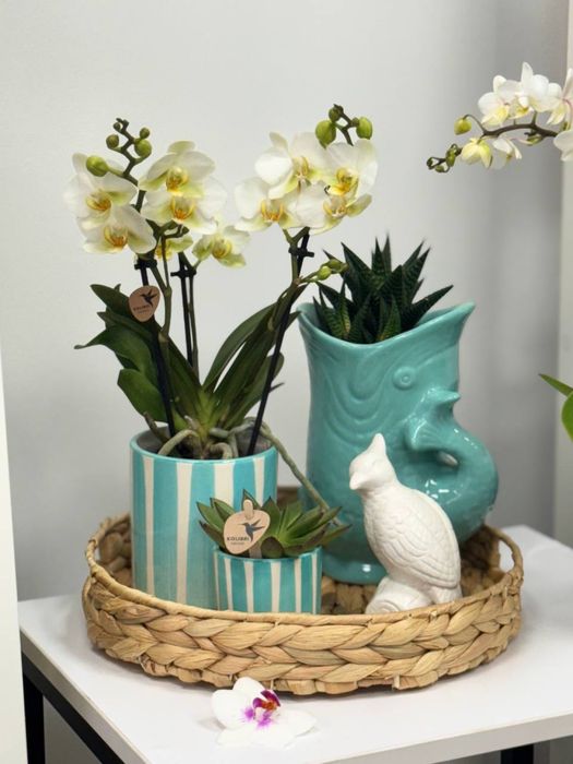 Подарункові набори, орхідеї, вазони