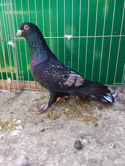 Pocztowe Frill toy stencil pary